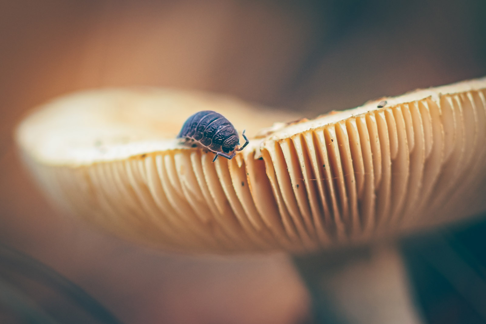Macro fotografie ideeën